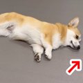 転がりながらオヤツ…