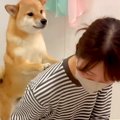 犬が『お風呂に入り…