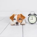 犬の留守番は24時間以上でも可能？その際の注意点や事前の対策とは