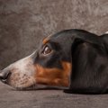 犬がため息をつく５…