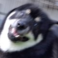庭で全力疾走する『…