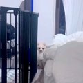 外せない用事があり…