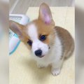 子犬が『おてとおか…