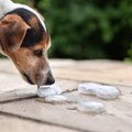 犬は『氷』を食べて…