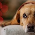 犬に精神的苦痛を与…