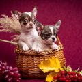 犬に絶対与えてはい…
