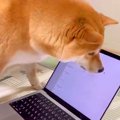 パソコンのカーソル…