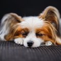 犬の睡眠時に起こり…