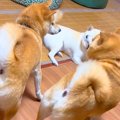 父犬と母犬がイチャ…