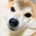 歯磨きを終えた犬→口…