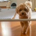『犬のキッチン侵入…