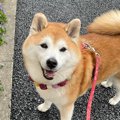 犬が散歩中にお花を…