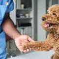 犬の『認知症』初期…