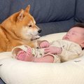 犬が『赤ちゃんを近…