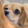 トリミングしたての…