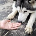 犬が人のニオイを嗅…