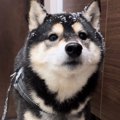 『長野犬民』は寒冬…