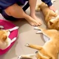 女の子が『3匹の犬』…