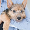 犬が『抱っこをして…