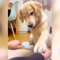 犬に『どっちにおも…