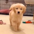 大型犬の子犬が『自…