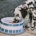 犬もプリン体を摂り…