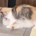 床で寝ていた子犬→子…
