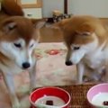 おちょぼ口の柴犬親…
