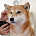 柴犬のカットは不要…