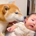 犬が『ぐずる赤ちゃ…