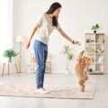 子犬との正しい遊び…