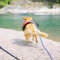 犬の前で『川に飛び…