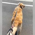 犬の散歩中『大好き…