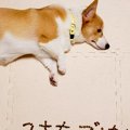 ご飯を食べない犬→心…