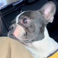 道路にいた迷子犬を…