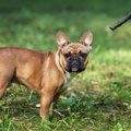 犬が突然甘えてこな…