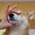 犬の正しいマズルコ…
