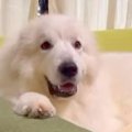 ソファでくつろぐ笑…