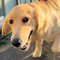 大型犬の呼吸が荒い…