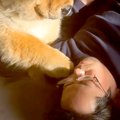 寝ているパパにちょ…