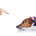 犬が『いじけている…