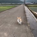 『エモすぎる犬散歩…