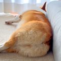 犬のお尻をモフモフ…