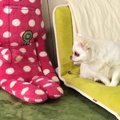 犬に『ぬいぐるみが…