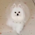 『エリザべスカラー…