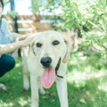 犬が健やかに暮らす…