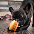 犬に一人遊びさせる…