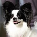 犬が骨折したときの症状や応急処置について