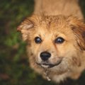 犬が臭くなる５つの…