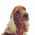 タレント犬コーダの…